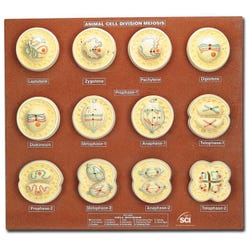 Image for Neo/SCI Animal Cell Meiosis Models - Set of 12 from School Specialty