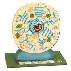 Image for Neo/SCI Typical Plant Cell Model from School Specialty