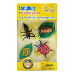 Image for Insect Lore Ladybug Life Cycle Stages, Set of 4 from School Specialty