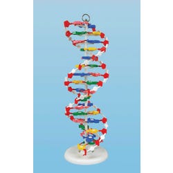 Frey Scientific Unassembled DNA Model Set, Item Number 1488769