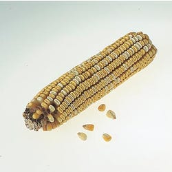 Frey Scientific Corn Ears for Genetics Studies - Purple:Yellow - 1:1, Item Number 1017531
