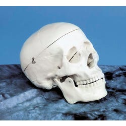 Image for Frey Scientific Life Sized Adult Skull Model from School Specialty